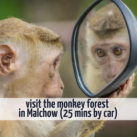 Wiesengefluester Dachgeschosswohnung Mit Balkon Und Mueritznaehe 200 M شقة Röbel